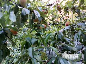 Дом 450м&sup2;, 3-этажный, участок 8 сот.  