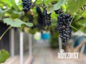 Дом 153м&sup2;, 2-этажный, участок 9 сот.  