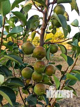 Дом 115м&sup2;, 2-этажный, участок 8 сот.  