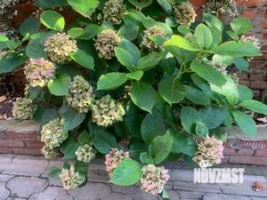 Дом 392м², 2-этажный, участок 6 сот.  