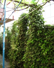 Фото комнаты в аренду (7)