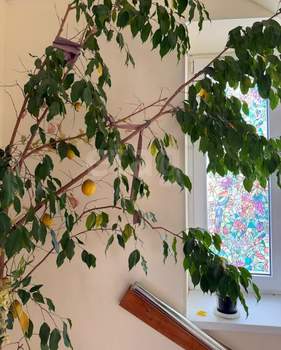 Студия квартира, вторичка, 20м2, 4/4 этаж